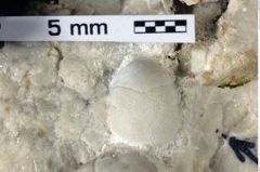 Foto (Detailansicht) von Oxythyreus gibbus (Reuss, 1858) (NHMW-GEO-1990-0041-0264)